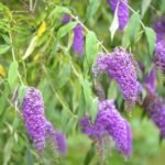 Butterfly bushes (Buddleja davidii)