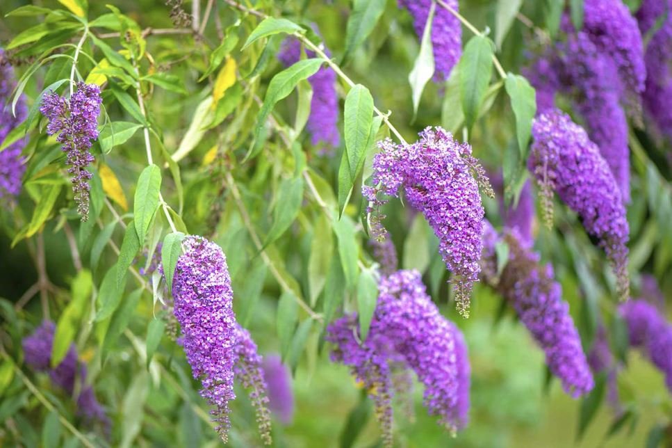 Butterfly bushes (Buddleja davidii)