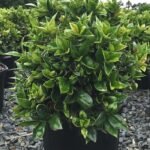 Ilex Carissa-holly