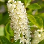 Clethra Hummingbird