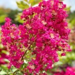 Crape Myrtles