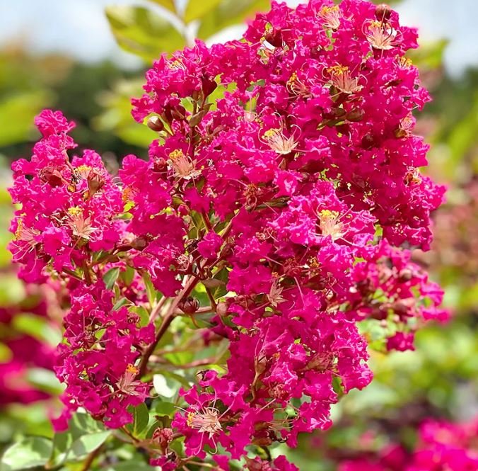 Crape Myrtles