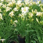 Hemerocallis Joan Senior – Daylilies