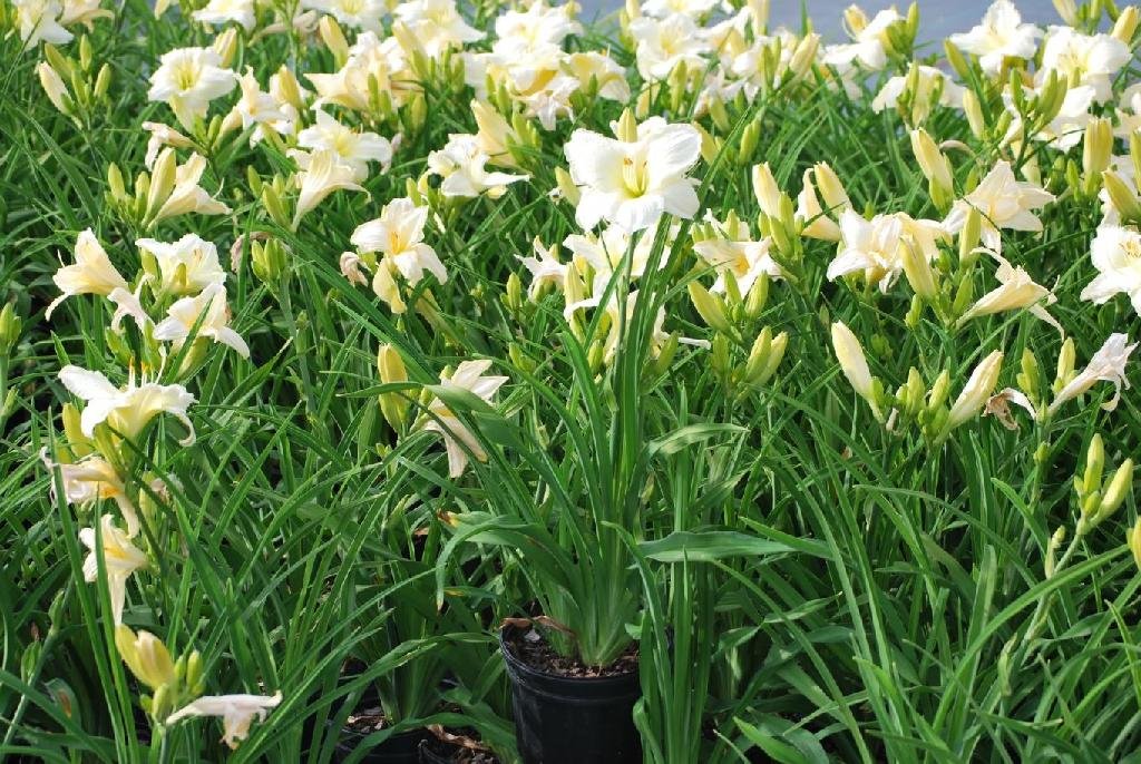 Hemerocallis Joan Senior – Daylilies