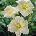 Hemerocallis Joan Senior – Daylilies