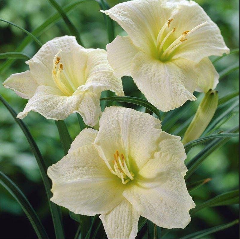 Hemerocallis Joan Senior – Daylilies