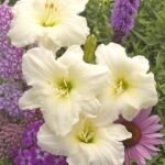 Hemerocallis Joan Senior – Daylilies