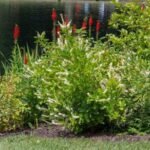 Clethra Hummingbird