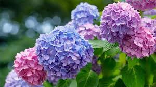 Hydrangeas