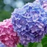 Hydrangeas