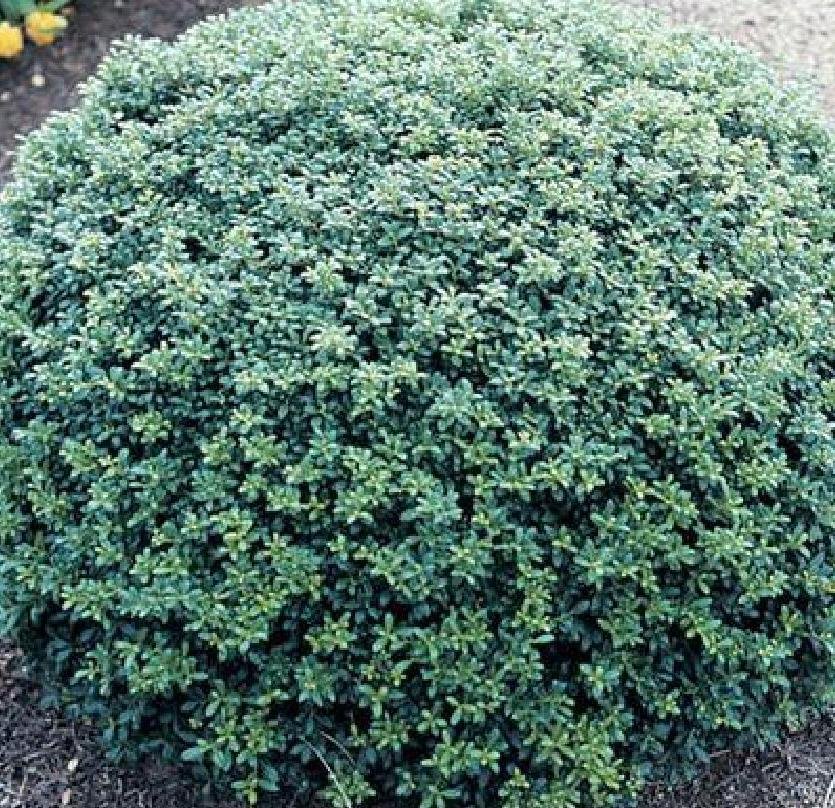 ilex soft touch