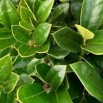 ilex soft touch