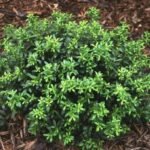 Ilex Soft Touch