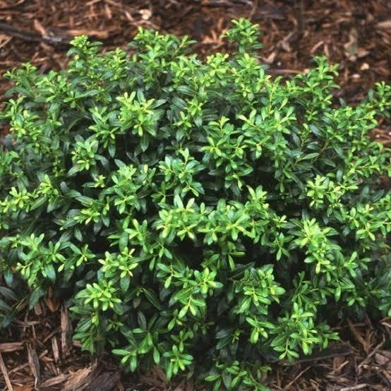 Ilex Soft Touch