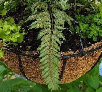 japfernThumb-1
