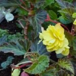 Barrel deck planter with Japanese Painted Fern, Heuchern & Yellow Begonias