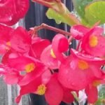 Dragon Wing Begonia