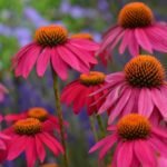 Echinacea Powwow Wild Berry