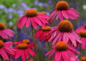 Echinacea Powwow Wild Berry