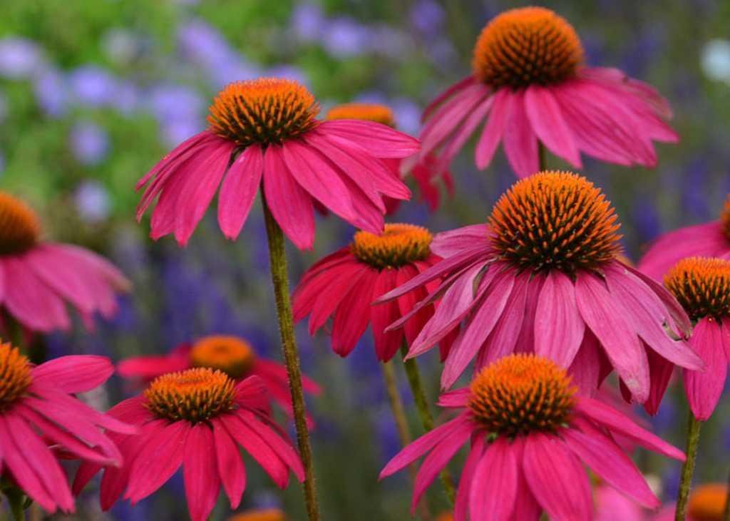 Echinacea Powwow Wild Berry
