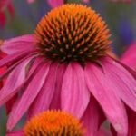 Echinacea Powwow Wild Berry
