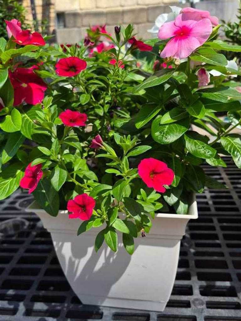 Sunshine at the nursery