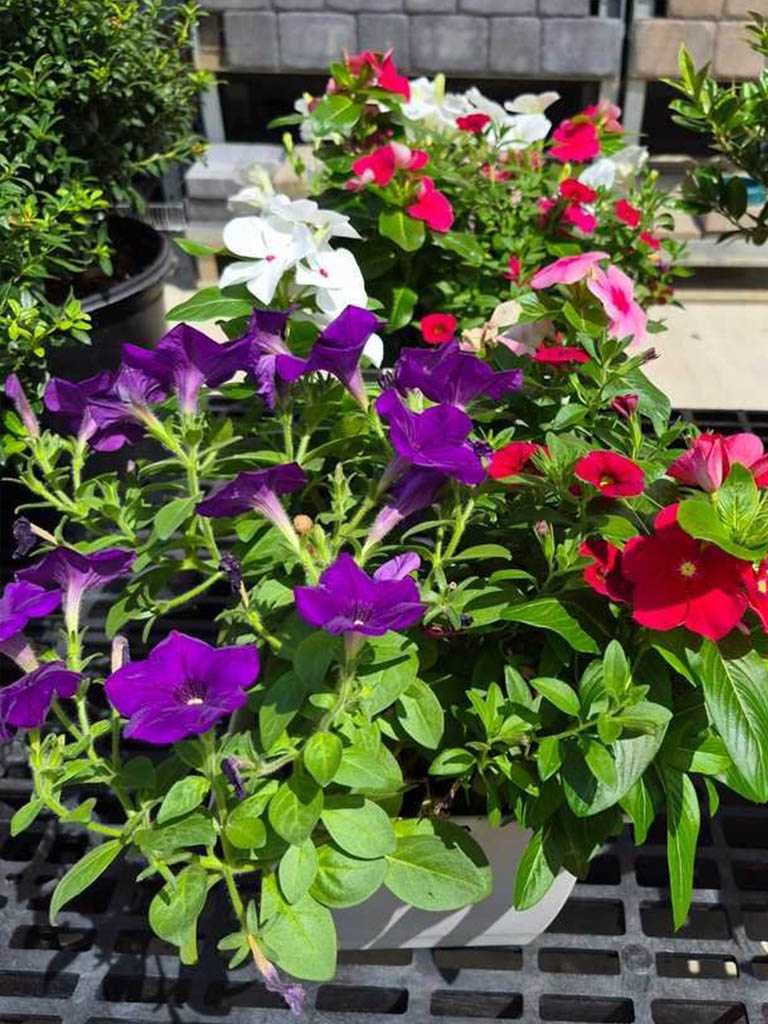 Sunshine at the nursery
