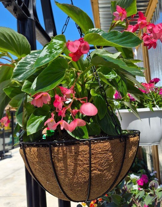 Angel Wing Begonia Hanging Basket