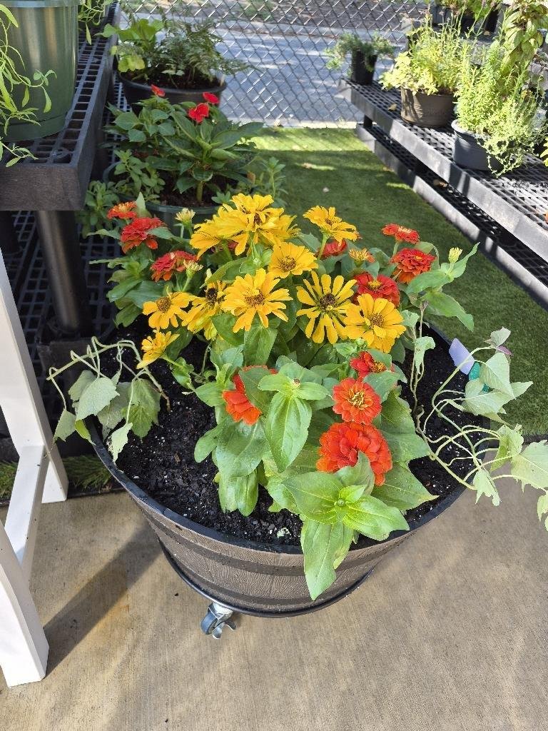 Yellow & orange zinnias with sweet potato vines