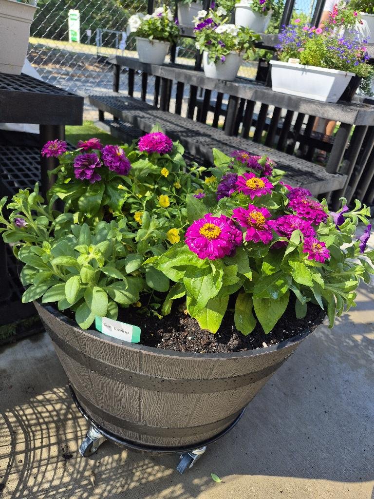 Zinnias and petunias are an excellent combination
