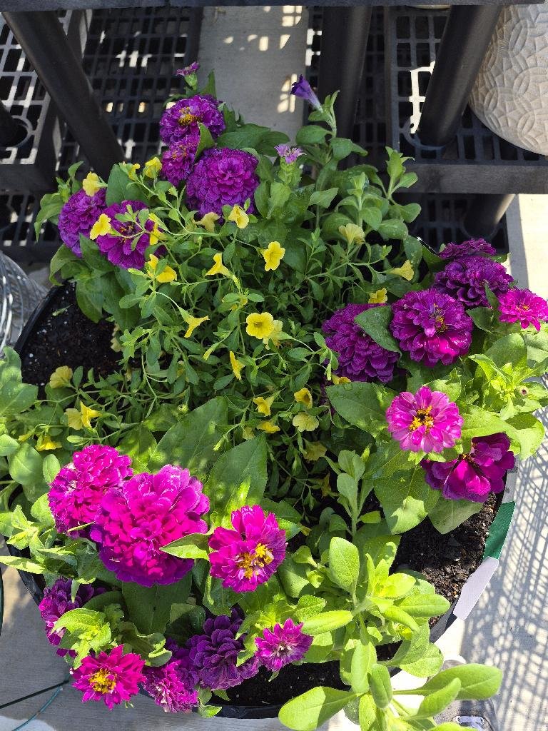 Sun loving zinnias and petunias make an excellent combination