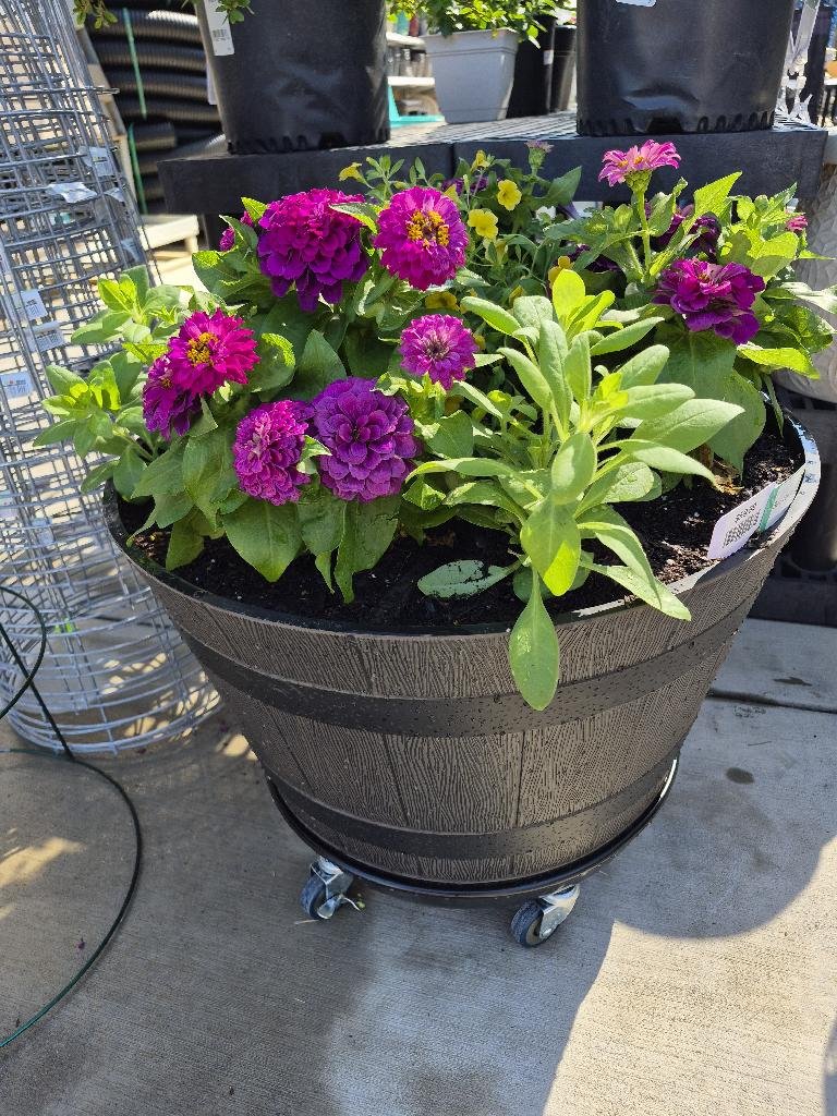 Zinnias and petunias work well together