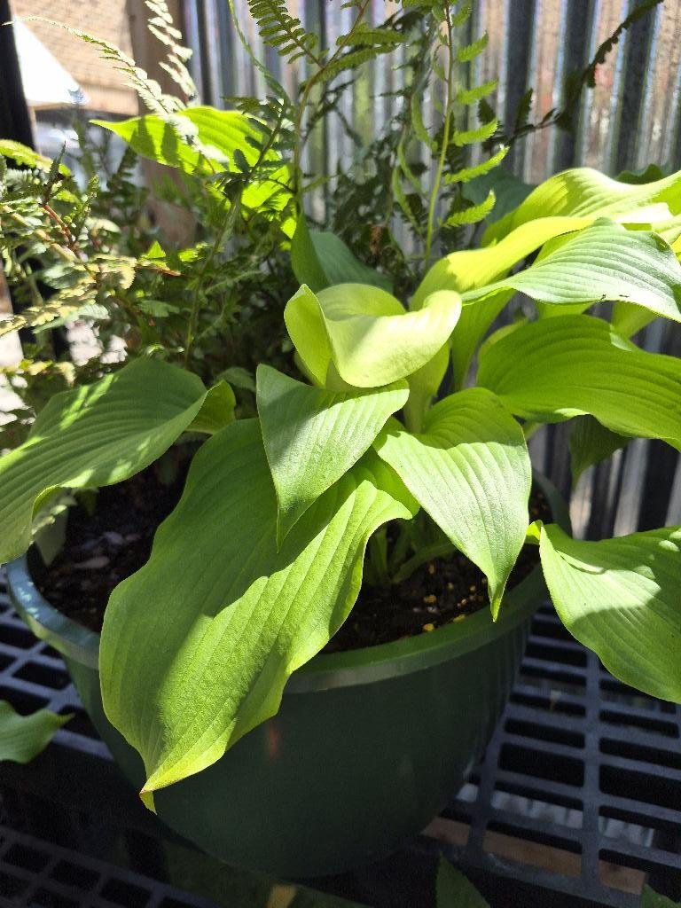 Japanese Painted Fern and Hostas