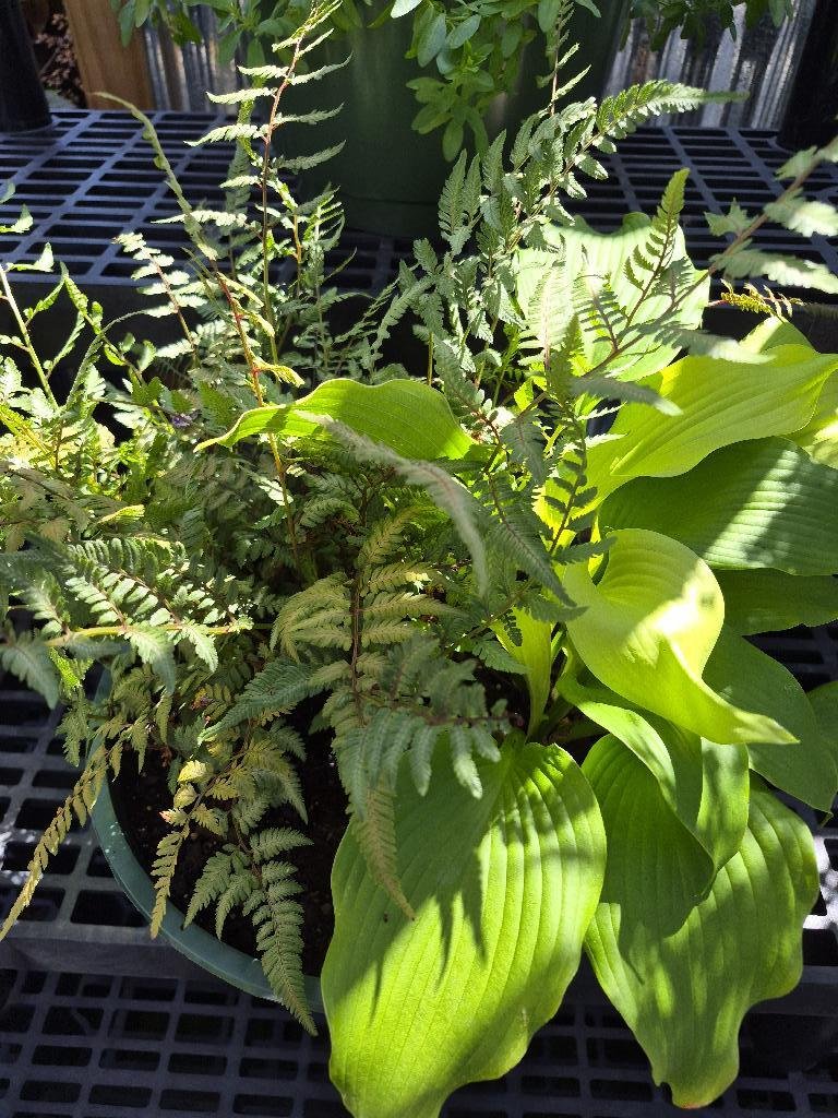 Japanese Painted Fern and Hostas