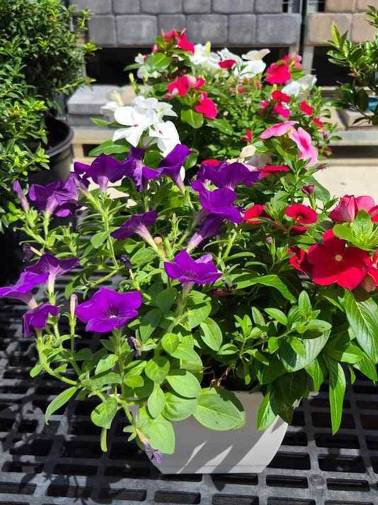 Sunshine at the nursery