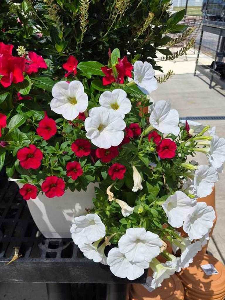 Sunshine at the nursery