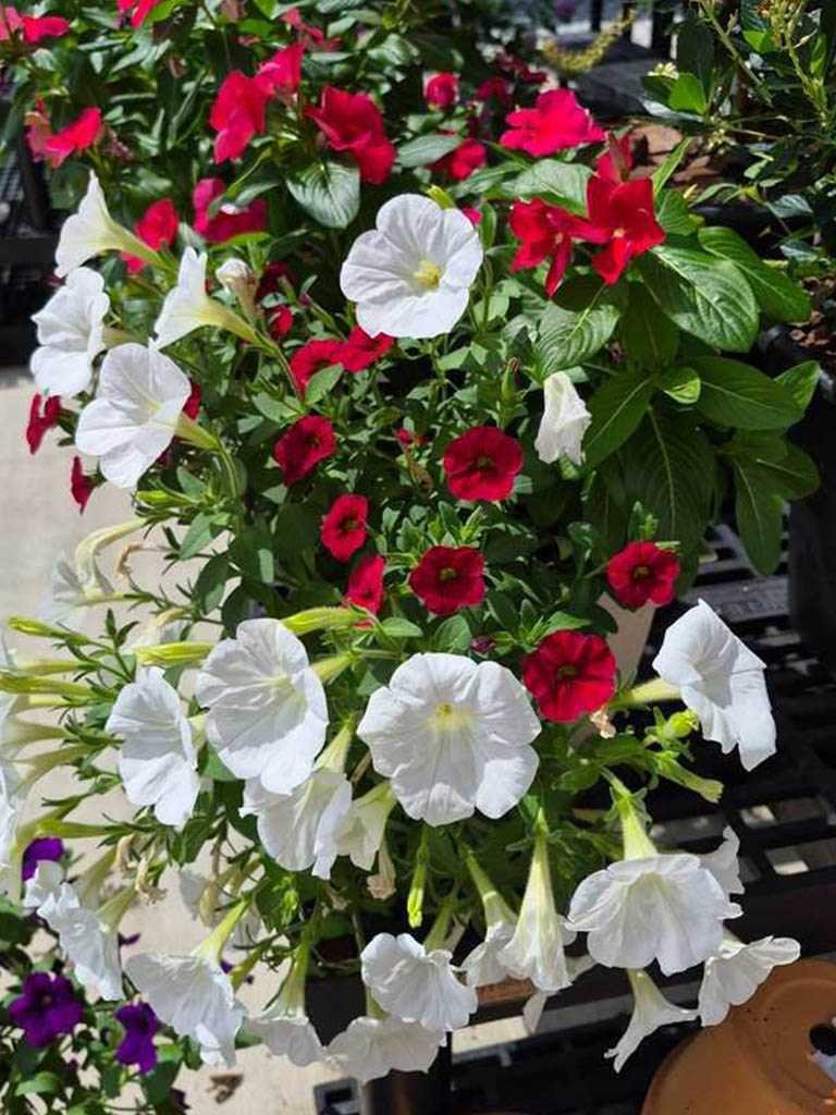 Sunshine at the nursery