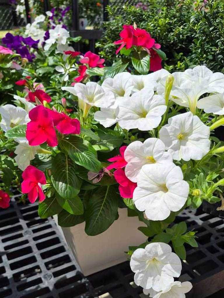 Sunshine at the nursery