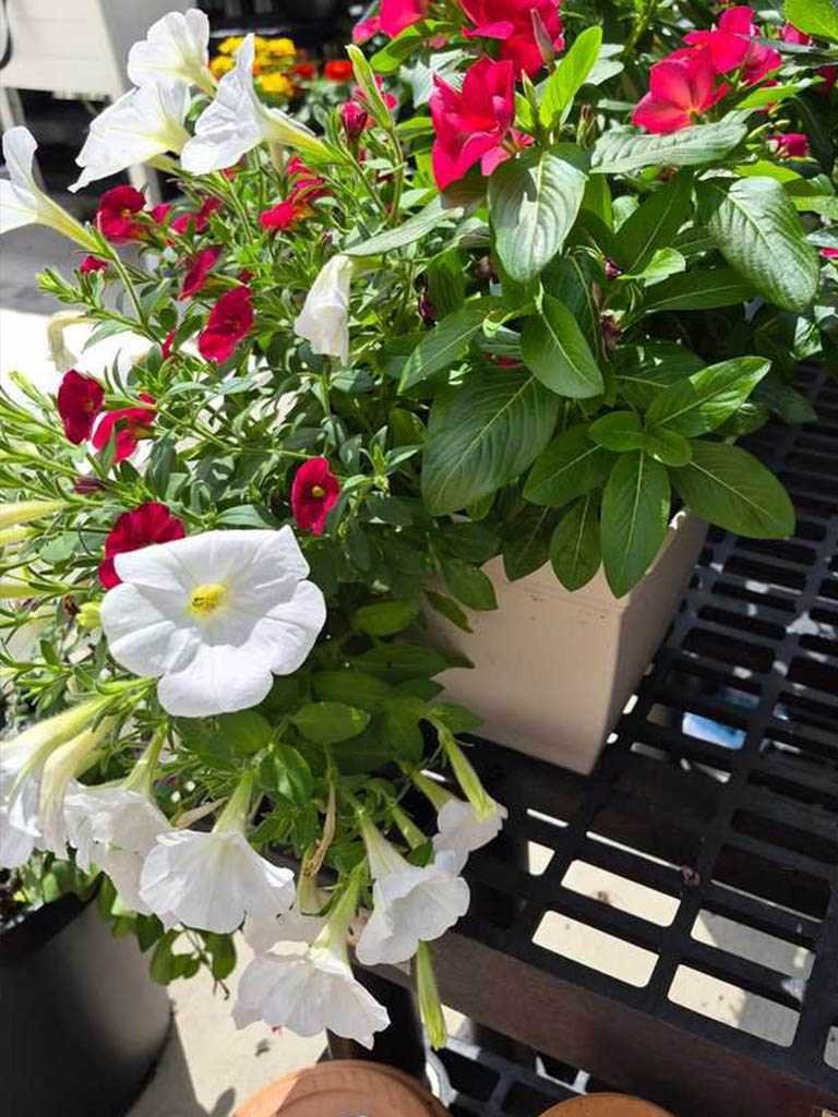 Sunshine at the nursery