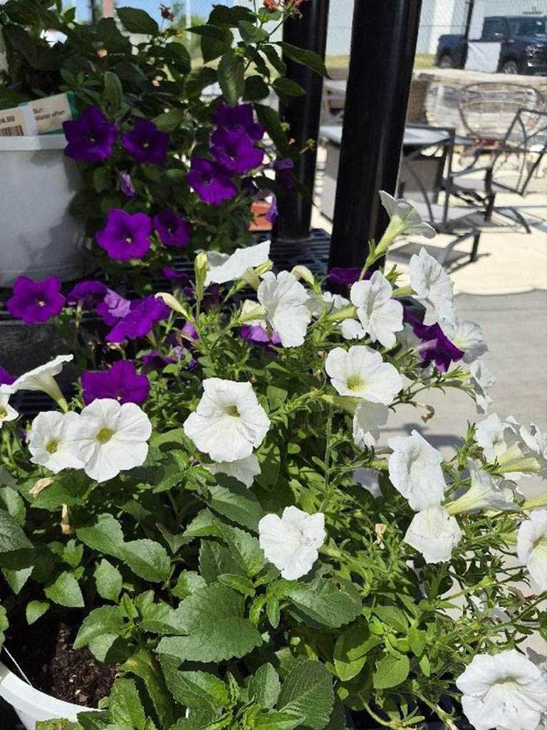 Sunshine at the nursery