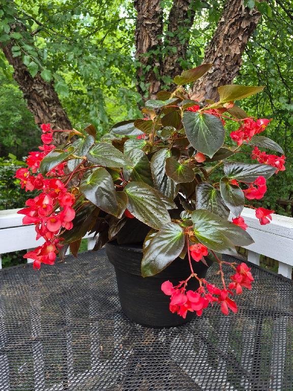 Dragon Wing Begonia Deck Planter