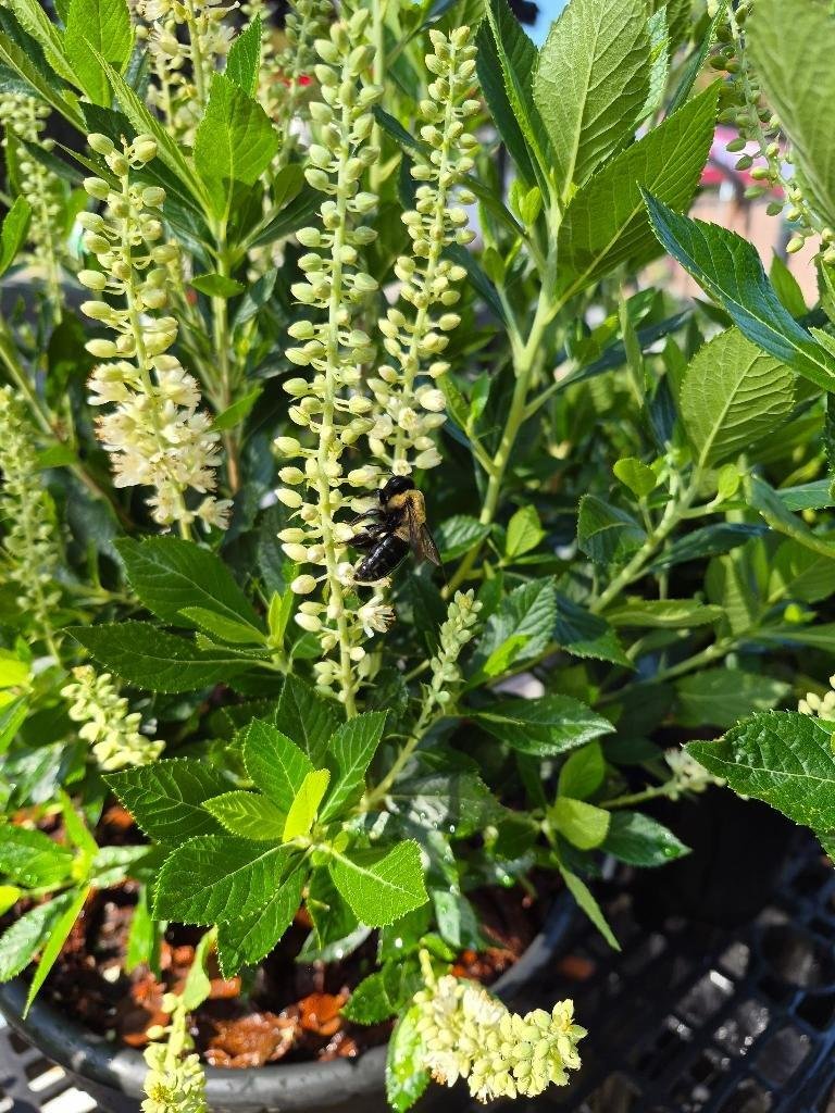 AGTN Plant Inspector (Bee)