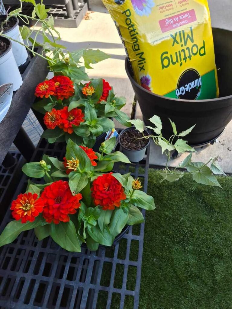 Zinnias and sweet potato vines with thrive in the large barrel
