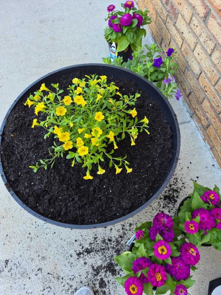 Yellow petunias will compliment the pink zinnias