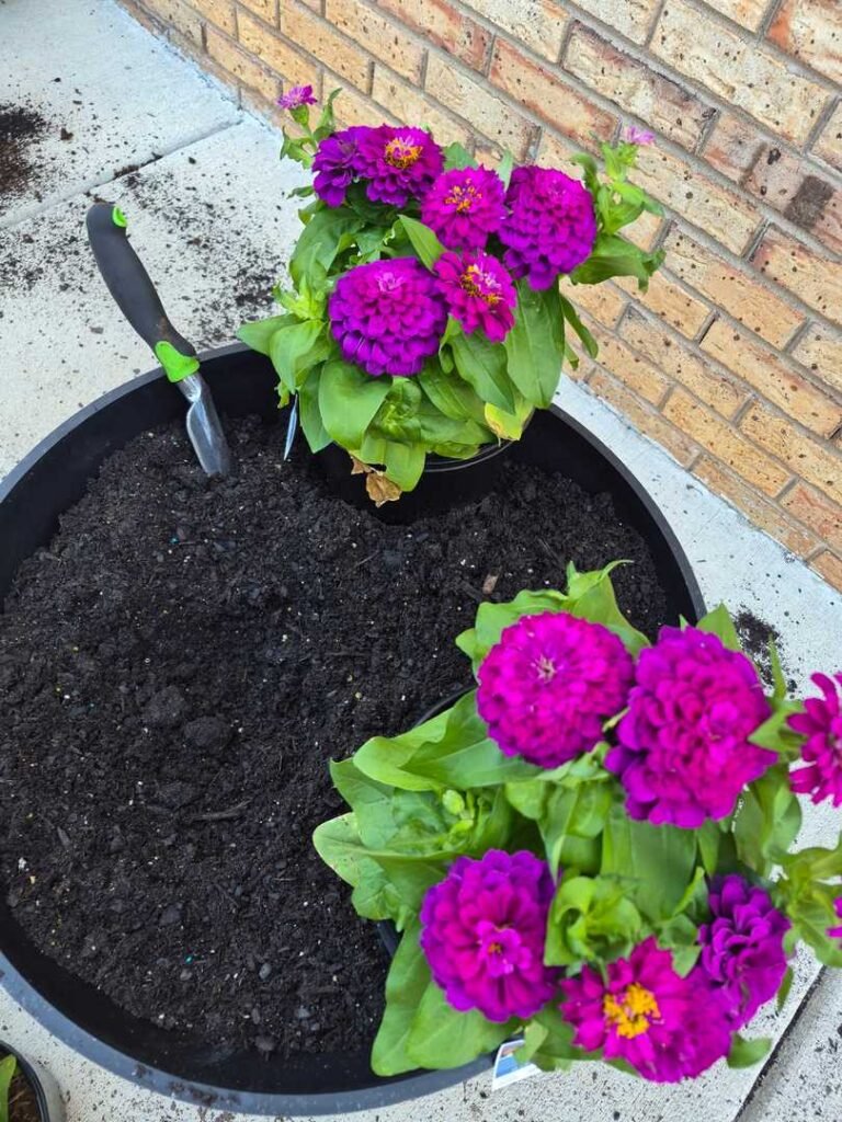 Plant spacing is key to provide balance to the overall design