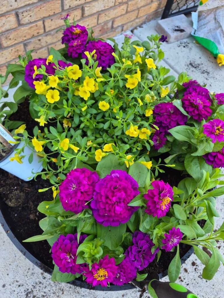 Zinnias and petunias share the same sun and moisture requirements