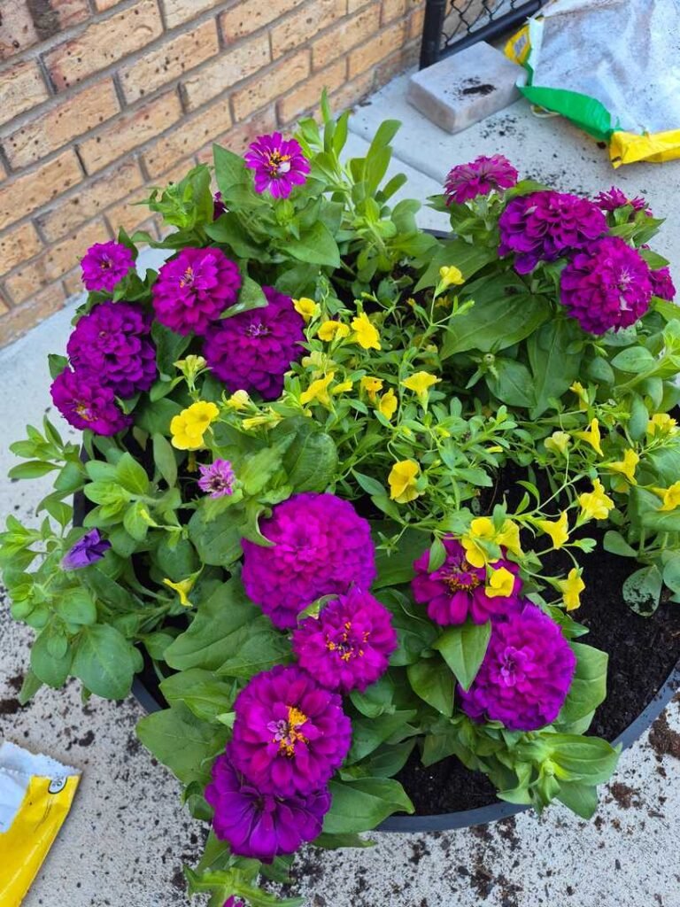 Sun loving zinnias & petunias in barrel planter