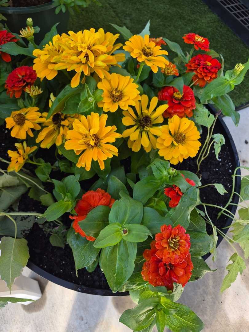 Yellow and orange zinnias with sweet potato vine
