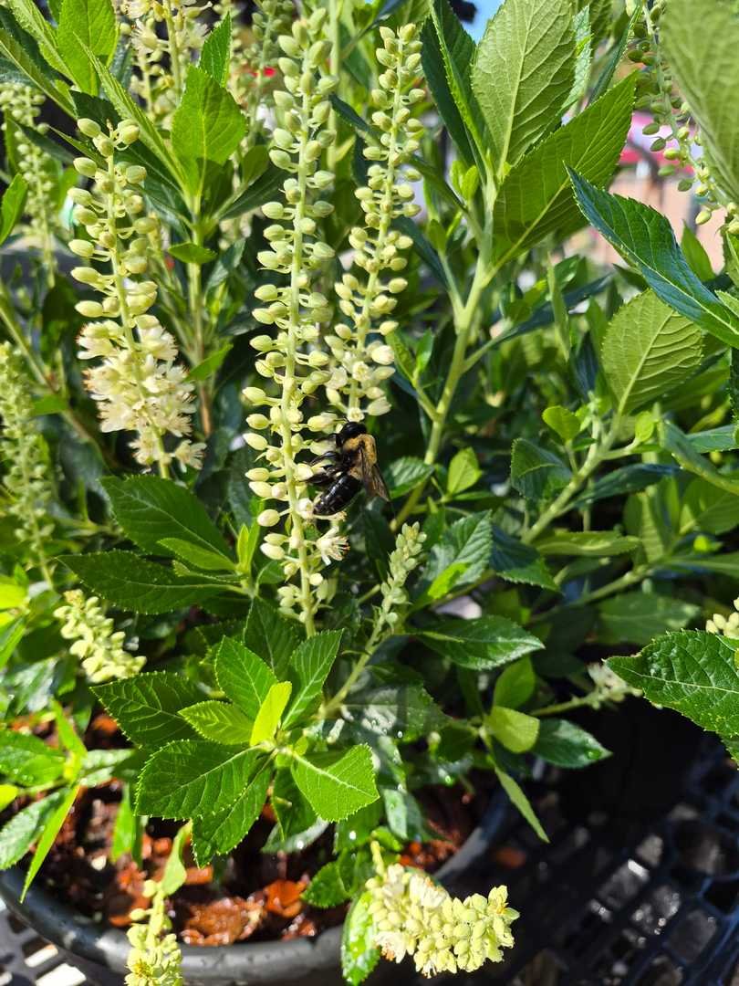 Clethra Hummingbird and Bee