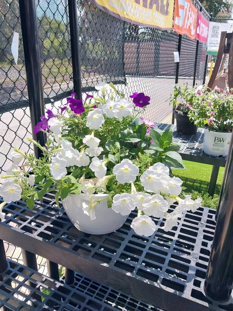 White & Purple Petunia Planter